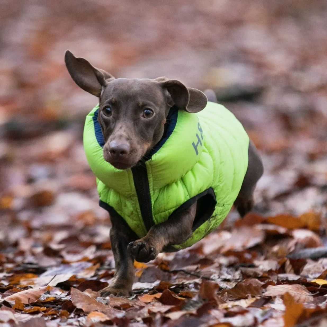 Hugo & Hudson Puffer Jacket for Dogs